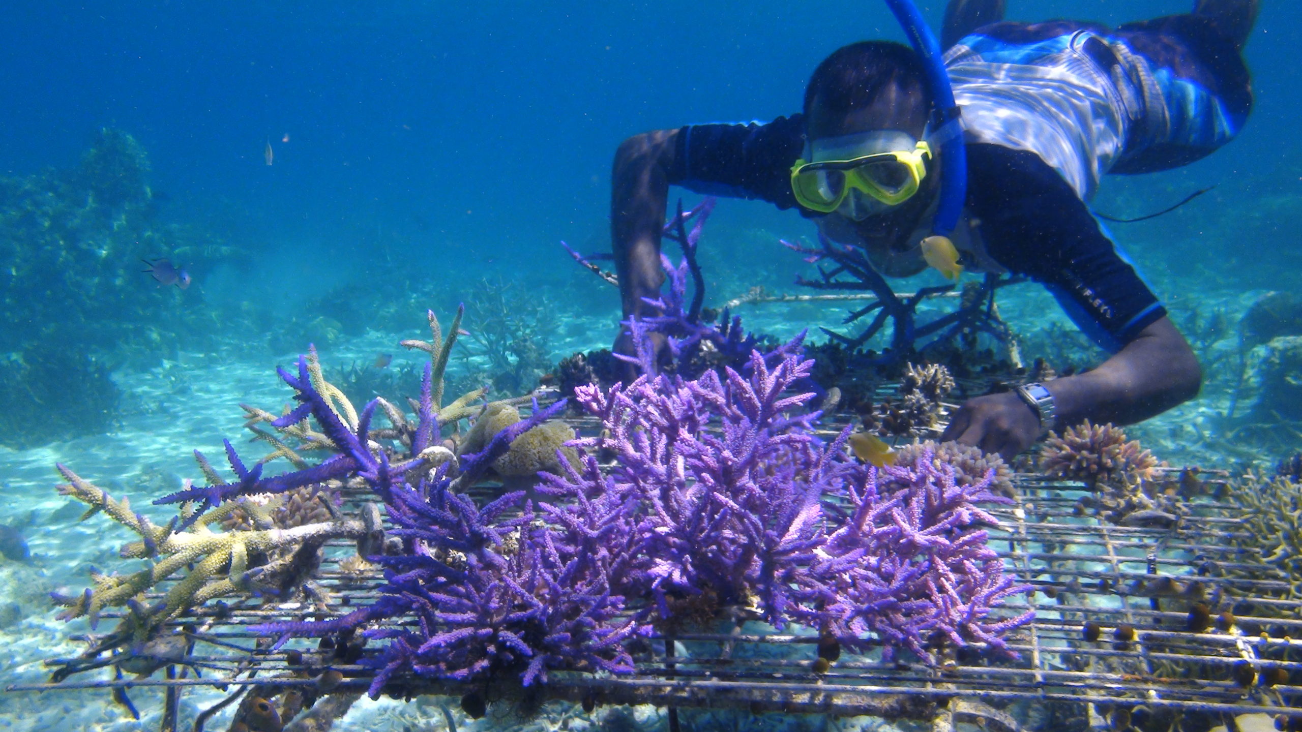 https://coralvita.co/coral-cafe/climate-adaptation/